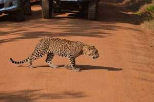 sri lanka privatfahrer