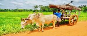 sri lanka mit kindern