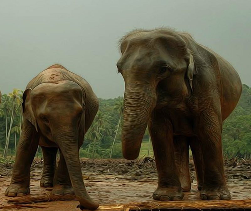 Insider Tipps für Sri Lanka Rundreise – So wird Ihre Reise besonders